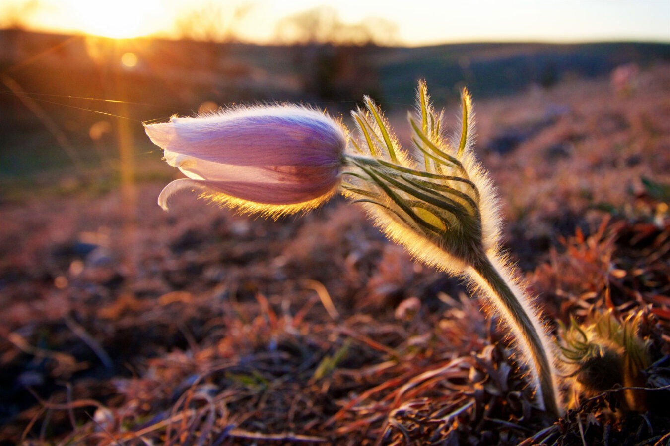 Spring Equinox 2018 Is Here! This Is How The Spring Equinox Will Affect